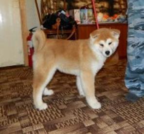 ����� �������� �����