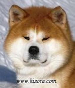 ����� �������� �����