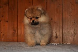 ���� ����������� ����������� �����