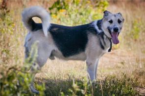 ����� - ������ ������ ���� ���.