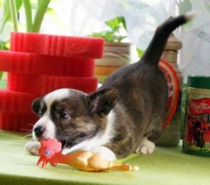 щенки вельш корги кардигана из Дом Эльфов