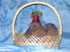 ����� �������������� ���������� ����� ���������/��������