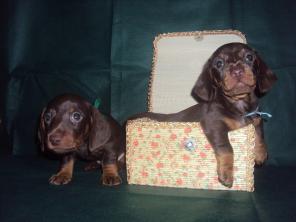 ����� �������������� ���������� ����� ���������/��������