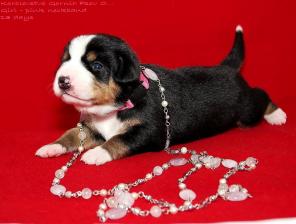 Щенки Энтлебухер Зенненхунда из питомника