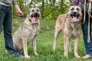 � ��� ���� ������� ������� (���)