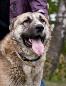 � ��� ���� ������� ������� (���)