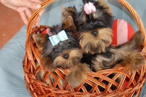 ��������� ����� ������������ �������