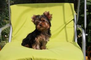 Щенки йоркширского терьера