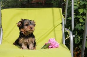 Щенки йоркширского терьера