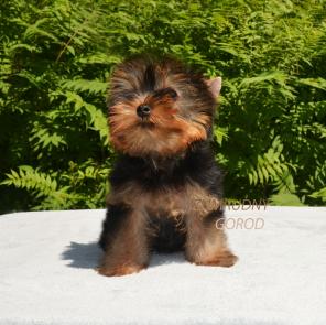 ����������� ������ �����