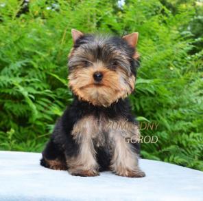 ����������� ������ �����