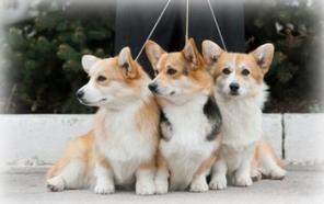 ����� ����� ����� �������