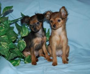 Щенки русского той терьера Д.Ш.