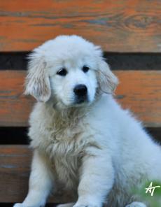 ���� ����� ���������� �������� �������� � �������