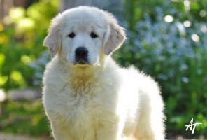 ���� ����� ���������� �������� �������� � �������