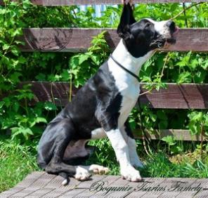 ����� ��������� ����