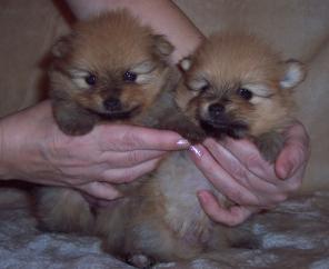 ���� ����������� -�������� �����