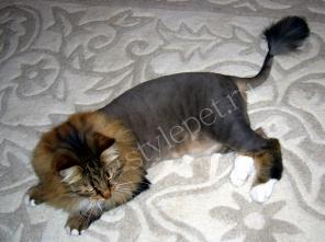 Стрижка собак и кошек в Москве