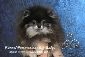 ����������� ����-����� ����������� ������������ ����� SHOW-Classa!!!