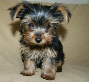 ��������� ����� ������������ �������