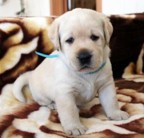 ����� ��������� ���������