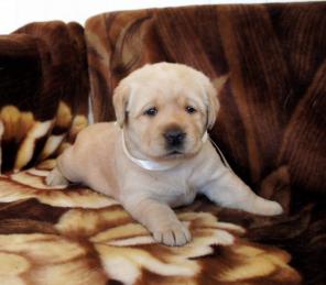 ����� ��������� ���������