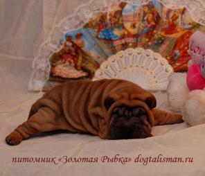 ������ ������ ����� ���-���? ������� ���!