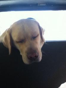 Убежали два лабрадора