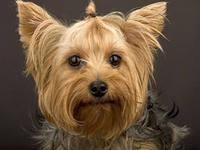 Пропала любимая собака йорк