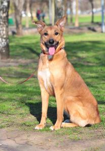 Возьми Альмушу для души, спеши!