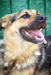 Веселый неунывающий пес Джус в добрые руки!