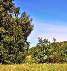 ������� 0,9 ��, ���, �������, ������������ ���.