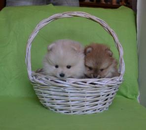 ������������� ������� �����