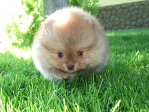 ������������� ������� �����