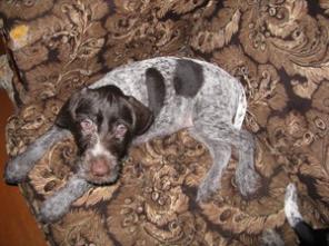 ����� ��������� ���������