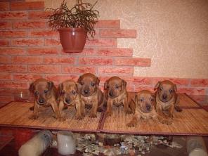 ������������ (������������ �������. ����-���������