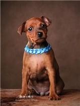 ������������ (������������ �������. ����-���������