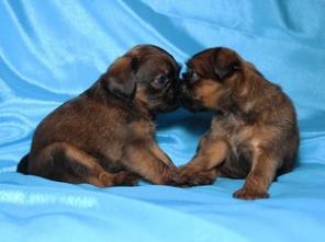 ����� ������������� �������� � ��� ����������