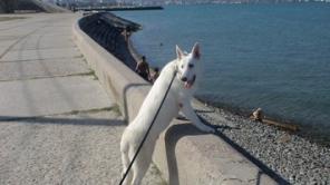 ������� ����� ����������� �������, ������