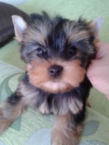 ����� ������������ �������