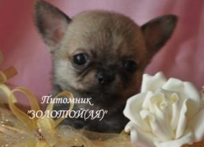 Чихуахуа очаровательные щенки продажа