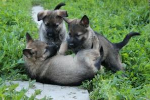 ����� �������� �������