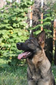 ����� �������� �������