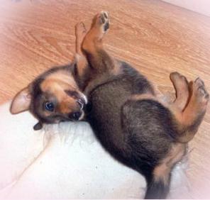 ����� �����