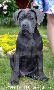 ����� ���� ����� �� ���������� ����� � �� ������ �������������. ����� � ������.