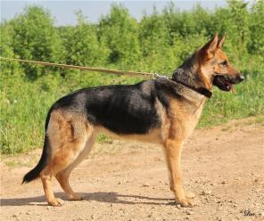 ����������� ������� ���� ���.