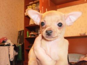 �������� ����� ���-�������, ������� 01.05.2014