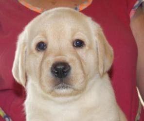 ������� ����� ��������� ��������� (���)