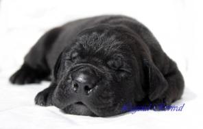 ����� ���� ����� ������. ���� ������