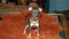 ��������� �����